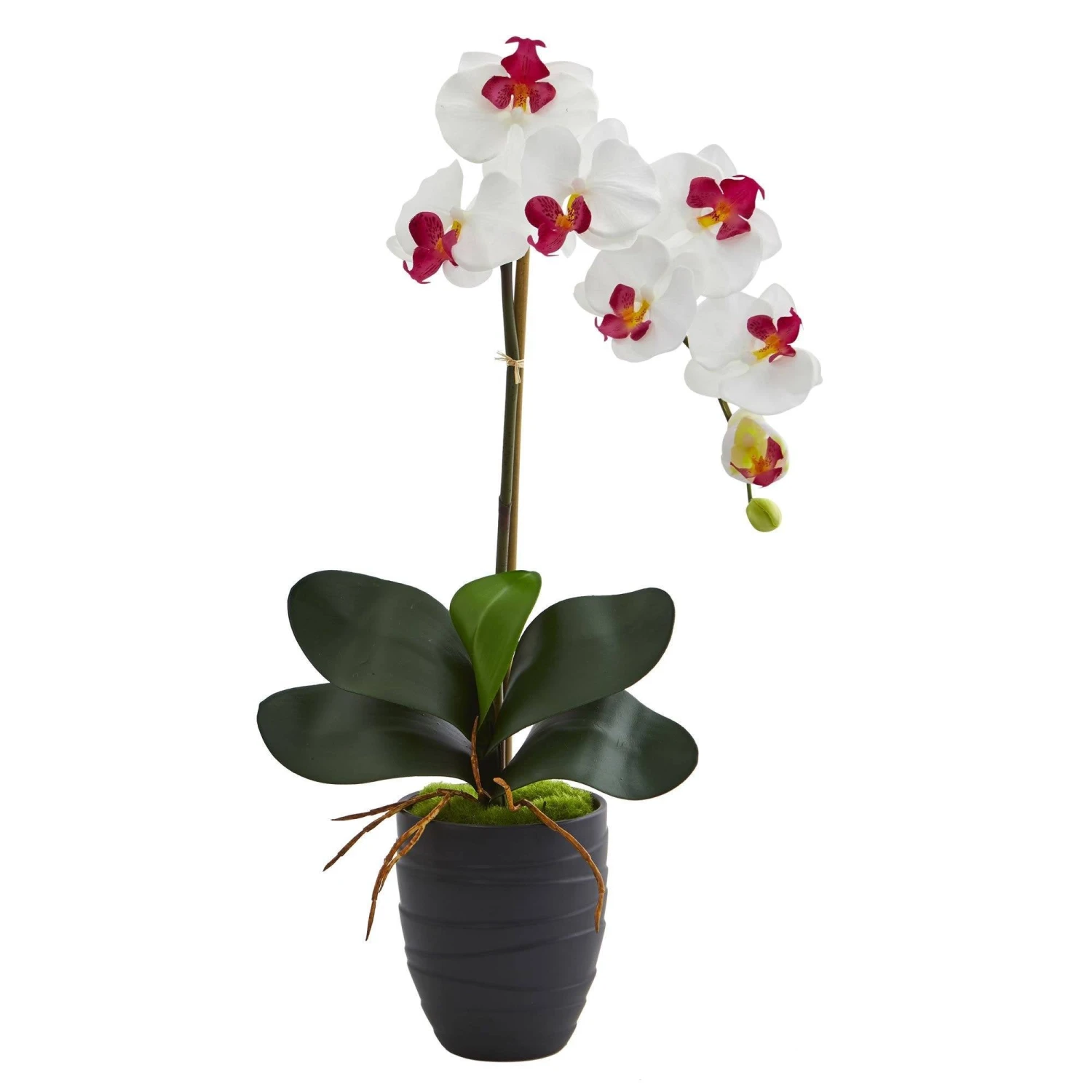 Phalaenopsis Orchid In Black Vase 7 Phalaenopsis Orchid In Black Vase - Image 7