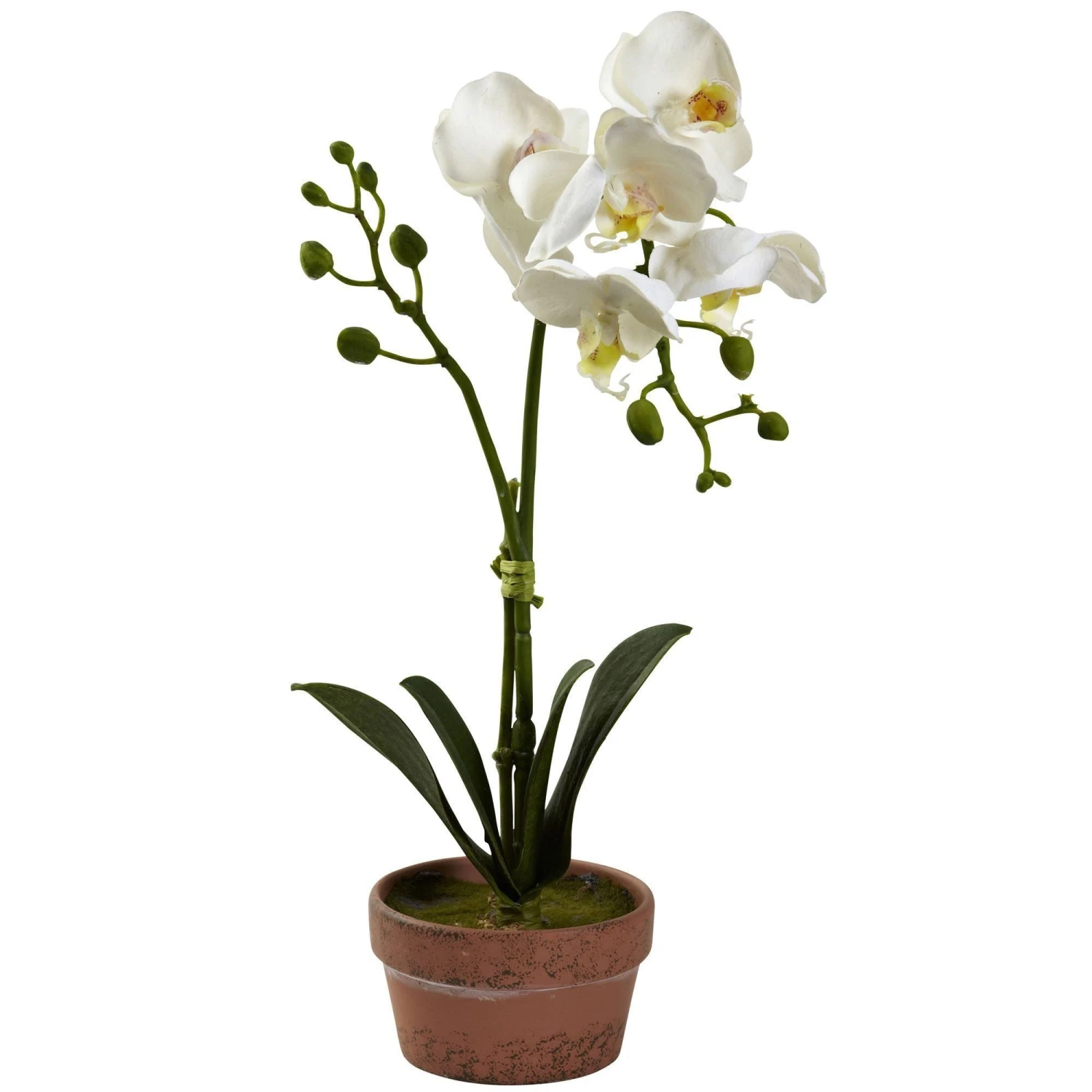 Phalaenopsis Orchid W/Clay Vase (Set Of 4) 5 Phalaenopsis Orchid W/Clay Vase (Set Of 4) - Image 5