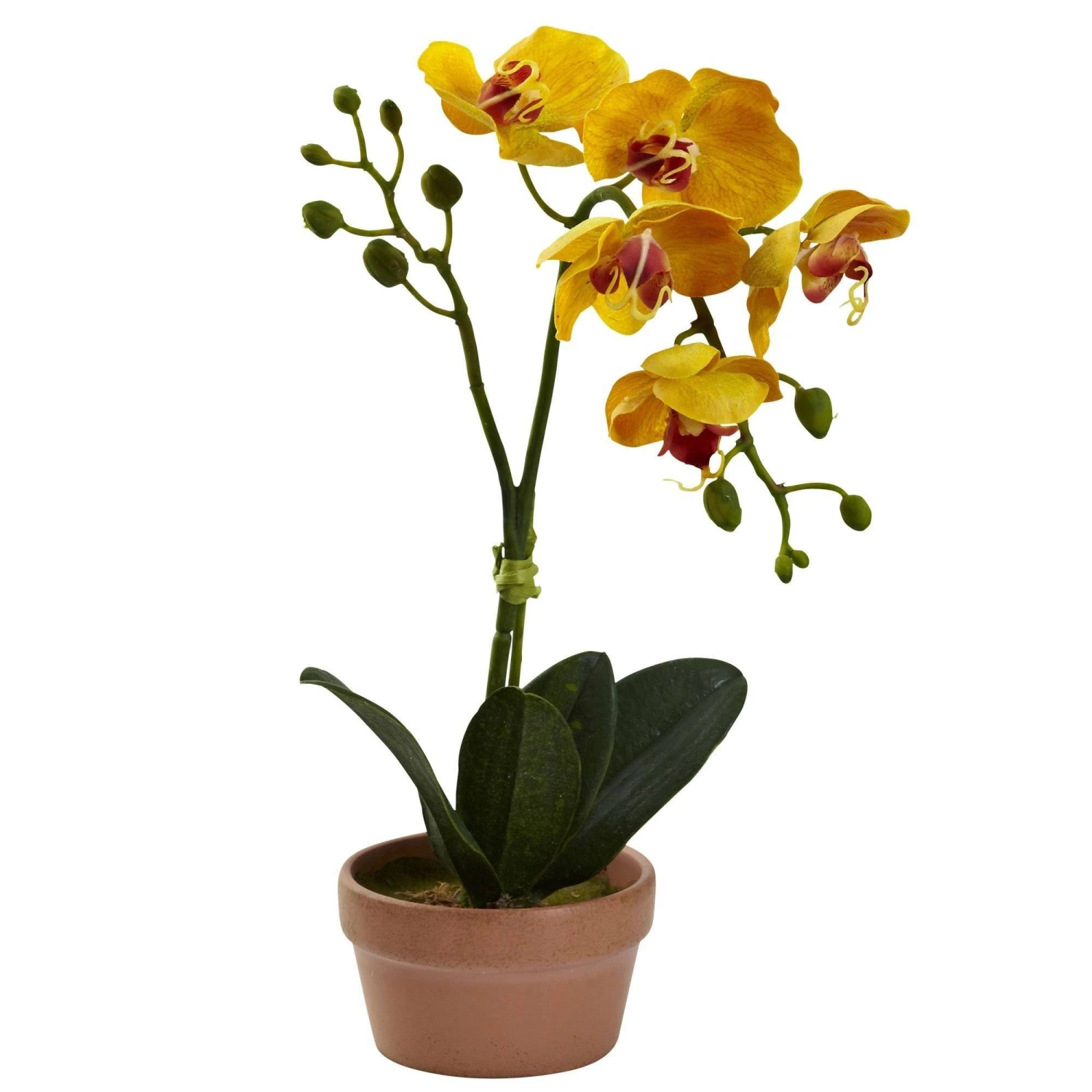 Phalaenopsis Orchid W/Clay Vase (Set Of 4) 2 Phalaenopsis Orchid W/Clay Vase (Set Of 4) - Image 2