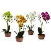 Phalaenopsis Orchid W/Clay Vase (Set Of 4)