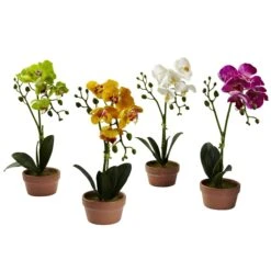 Phalaenopsis Orchid W/Clay Vase (Set Of 4)