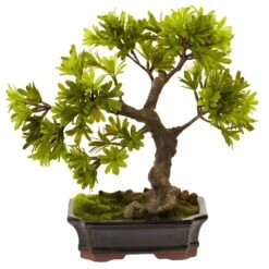 Podocarpus W/Mossed Bonsai Planter