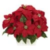 Poinsettia W/White Wash Planter Silk Arrangement