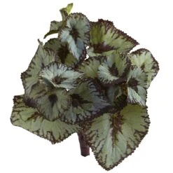 Rex Begonia Artificial Bush (Set Of 12) -Artificial Trees Store artificial rex begonia artificial bush set of 12 nearly natural 271449