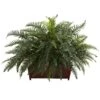 River Fern W/Wood Planter