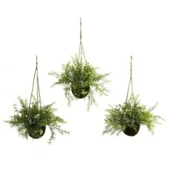 Ruscus, Sedum & Springeri Hanging Basket (Set Of 3)