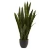 Sansevieria W/Black Planter