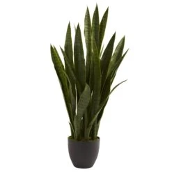 Sansevieria W/Black Planter