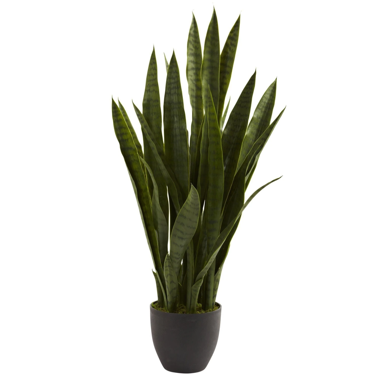 Sansevieria W/Black Planter 1 Sansevieria W/Black Planter