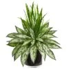 Silver Queen And Grass Artificial Plant In Black Vase