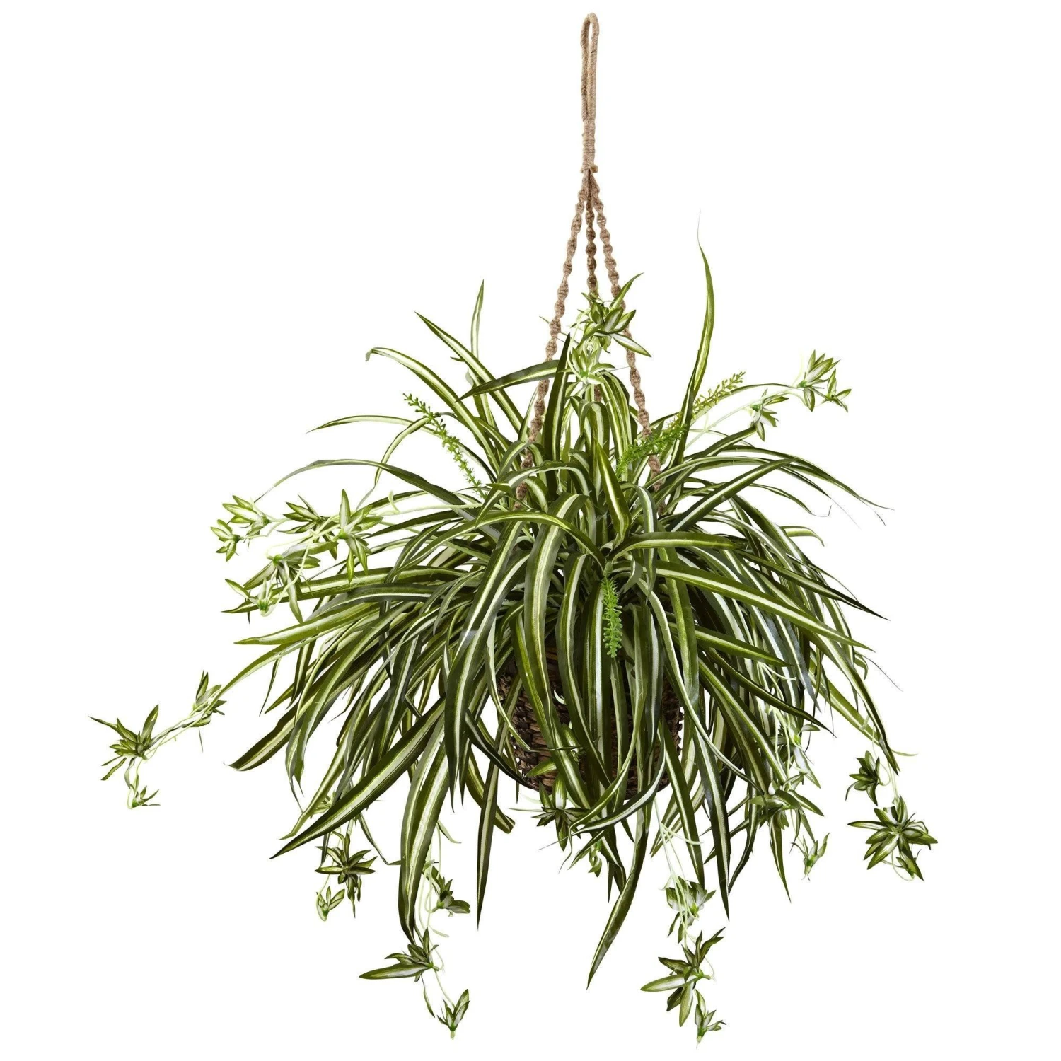 Spider Plant Hanging Basket 1 Spider Plant Hanging Basket