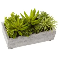 Succulent Garden W/Concrete Planter