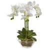 Triple Phalaenopsis Orchid In Glass Vase
