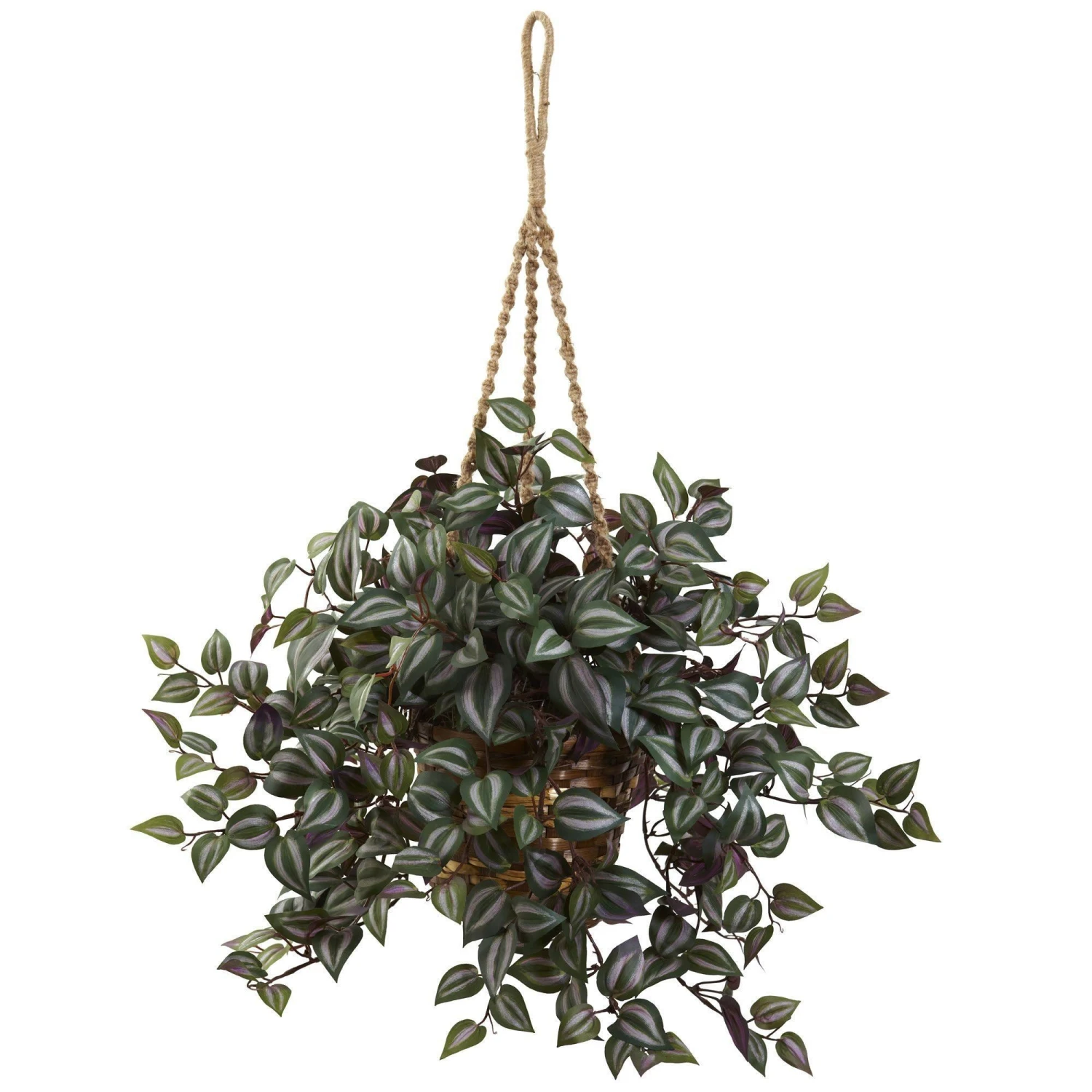 Wandering Jew Hanging Basket 1 Wandering Jew Hanging Basket