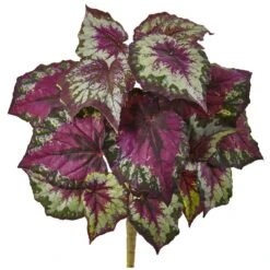Wax Begonia Bush (Set Of 6)